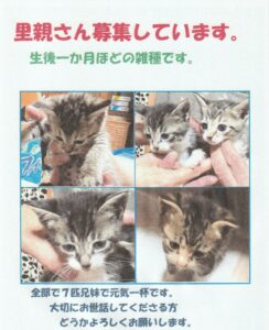 投稿  いずみの動物クリニック